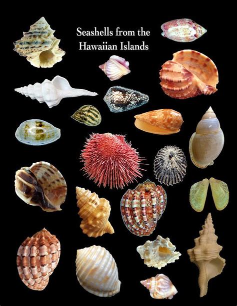 hawaiian shells
