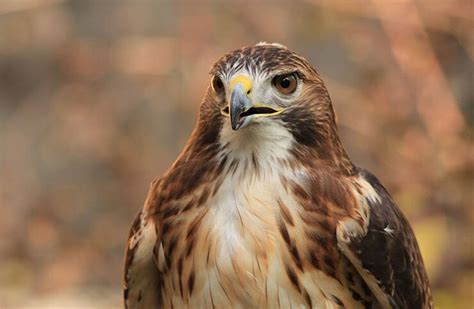 hawks in ohio