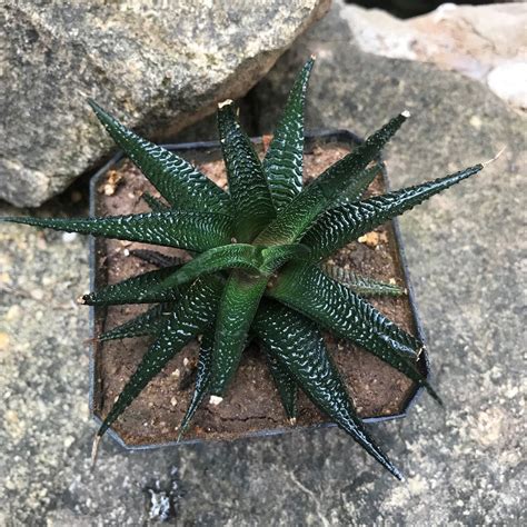 haworthia