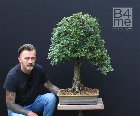 hawthorn tree bonsai