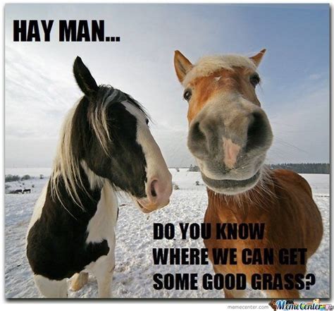 hay is for horses Memes & GIFs - Imgflip