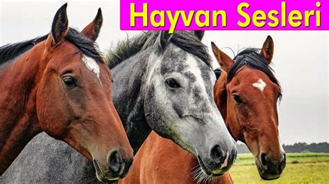 hayvan +sesleri Yandex.