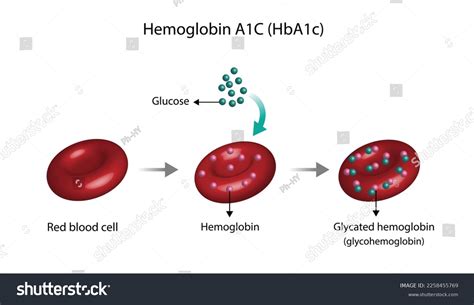 Hba1c Hemoglobin A1c
