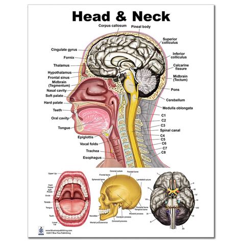 Download Head And Neck Anatomy 