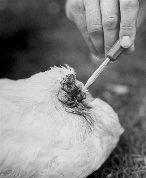 Headless Mike Chicken