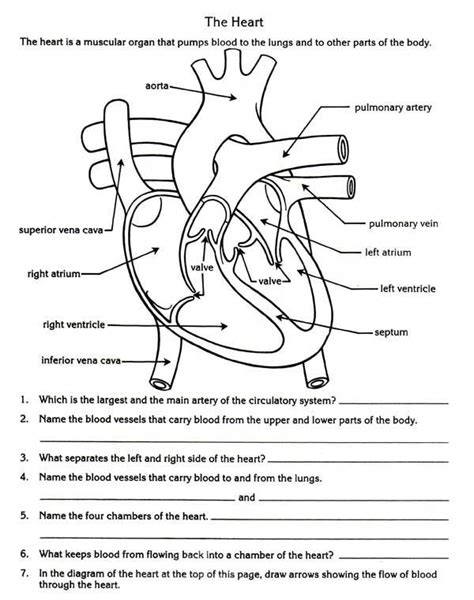 Health Homework Label The Heart Parts Answers Label Heart Anatomy Worksheet Answers - Heart Anatomy Worksheet Answers