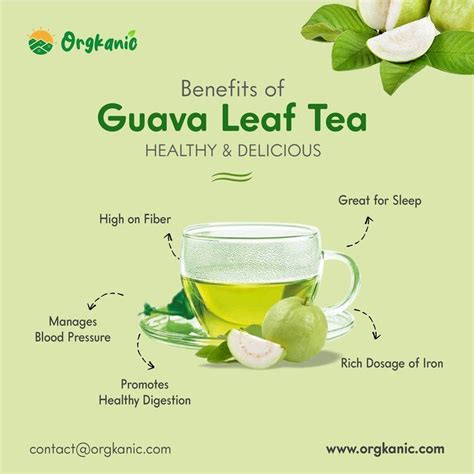 healthy-drinks-tamil-news-benefits-of-guava-leaf-and-guava-leaf-tea ...