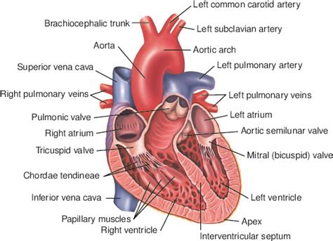 heart Taber