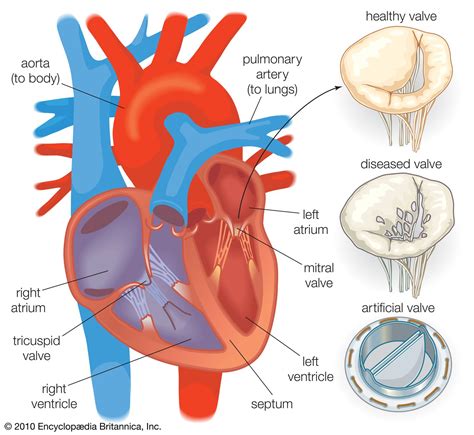 Heart Anatomy Structure Valves Coronary Vessels Kenhub Heart Diagram Worksheet Blank - Heart Diagram Worksheet Blank