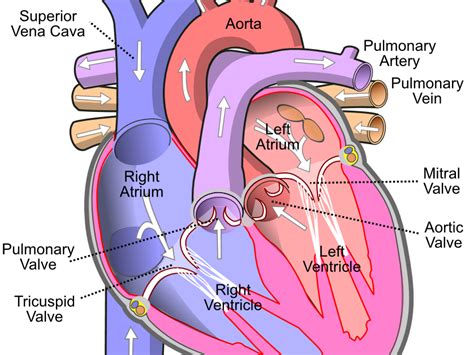 Heart And Circulatory System Teaching Resources The Science The Heart And Circulatory System Worksheet - The Heart And Circulatory System Worksheet