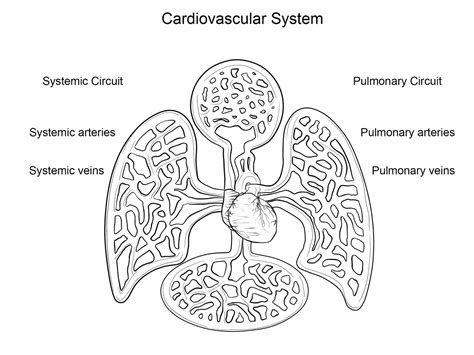 Heart Circulatory System Coloring Page I Heart Guts Circulatory System Coloring Pages - Circulatory System Coloring Pages