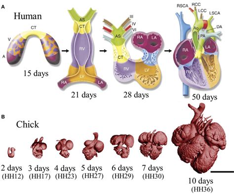 Heart Development