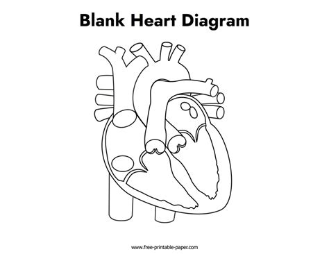 Heart Diagram Blank Teaching Resources Tpt Heart Diagram Worksheet Blank - Heart Diagram Worksheet Blank