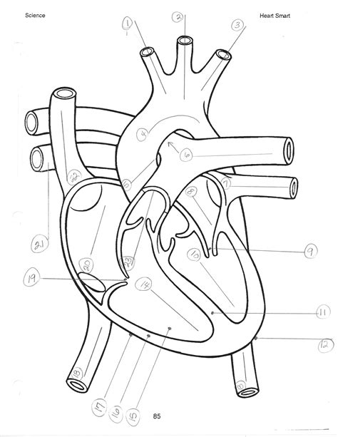 Heart Diagram Blank Worksheet   Printable Heart Diagram Education Worksheet Template - Heart Diagram Blank Worksheet