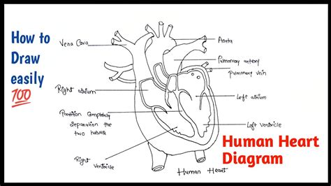 Heart Diagram Class 7