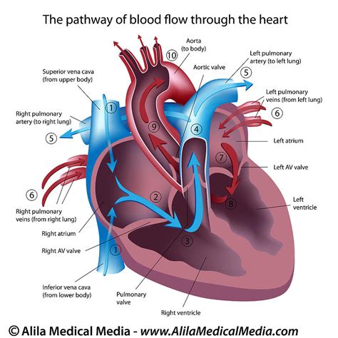 Heart Labeled Diabetes Inc Label Heart Worksheet - Label Heart Worksheet