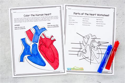 Heart Model Activity And Worksheets By Steam Powered Heart Blood Flow Worksheet - Heart Blood Flow Worksheet