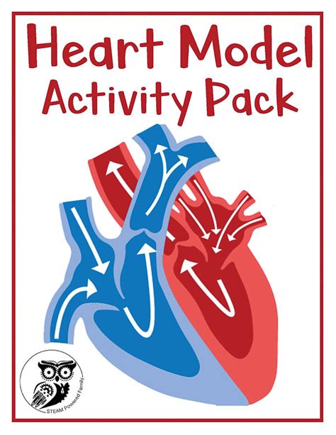Heart Model Activity And Worksheets Steam Powered Heart Blood Flow Worksheet - Heart Blood Flow Worksheet