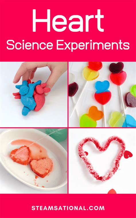 Heart Science Experiment   Heart Rate Investigation For Kids Science Sparks - Heart Science Experiment