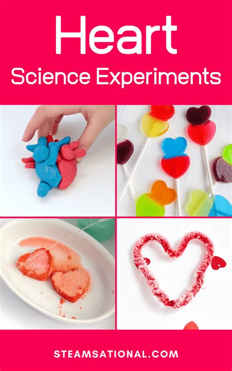 Heart Science Experiments To Inspire A Love Of Heart Science Experiment - Heart Science Experiment