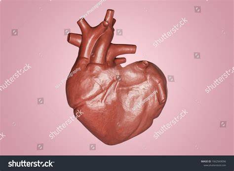 heart shape diagram