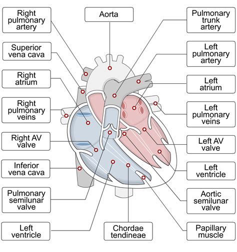 Heart Structure Answer Key