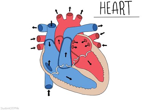 Heart Unlabeled
