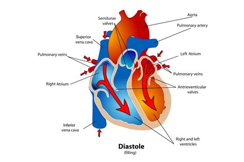 Heart Valves And The Cardiac Cycle Worksheet Answers Heart Anatomy Worksheet Answers - Heart Anatomy Worksheet Answers