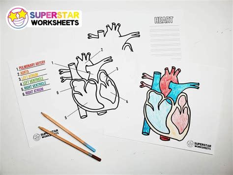 Heart Worksheets Superstar Worksheets Heart Coloring Worksheet - Heart Coloring Worksheet