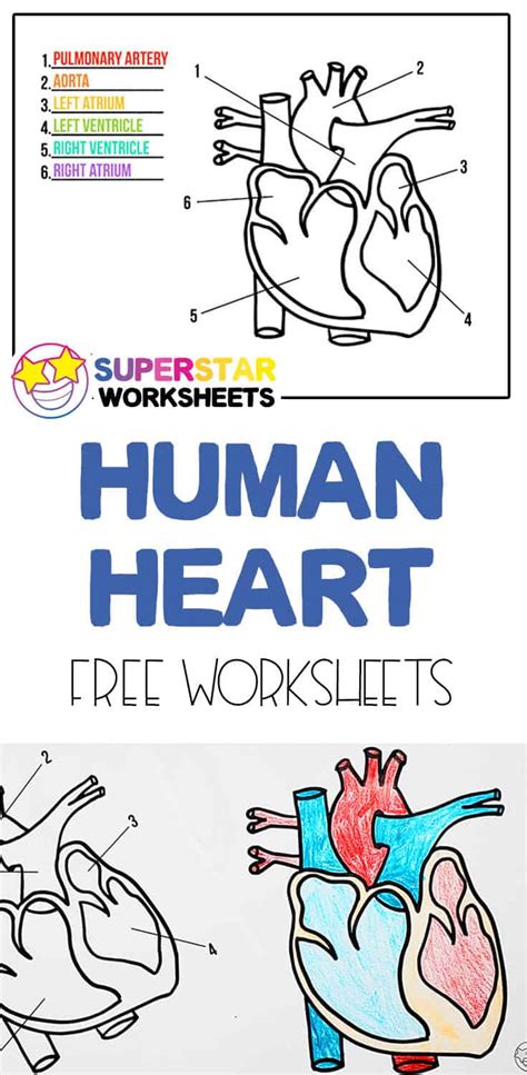 Heart Worksheets Superstar Worksheets Heart Diagram Worksheet Blank - Heart Diagram Worksheet Blank