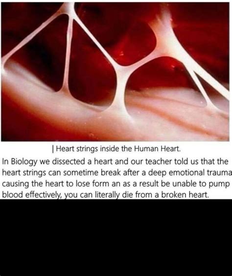 heart strings