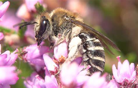 heather bee nude