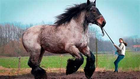 heaviest horse
