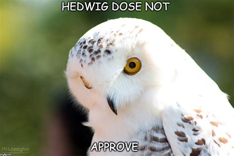 Hedwig Memes