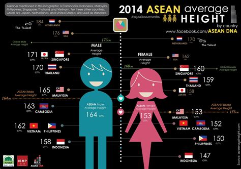 height comparison chart indonesia