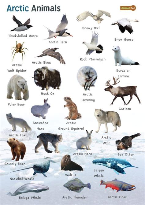 Help The Animals Of North America