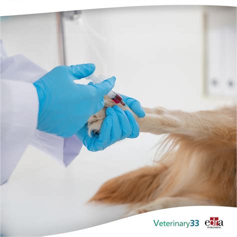 Hematocrit In Dogs