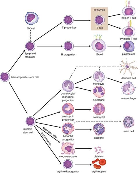 Full Download Hematopoiesis And The Immune System An Introduction 