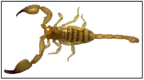 hemiscorpius lepturus venom