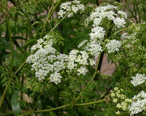 hemlock