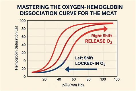 Hemoglobin Binding Curve