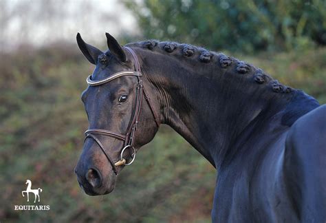 hengst black jack lurk switzerland