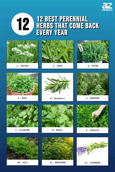 Herbs 2018 12 X 12 Inch Monthly Square Wall Calendar Gardening Outdoor Home Country Nature Food Mossi Edition