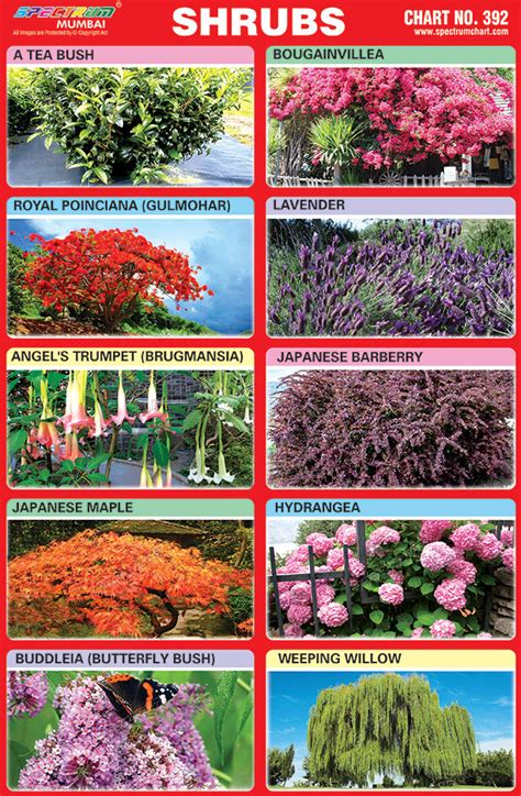Herbs And Shrubs Chart