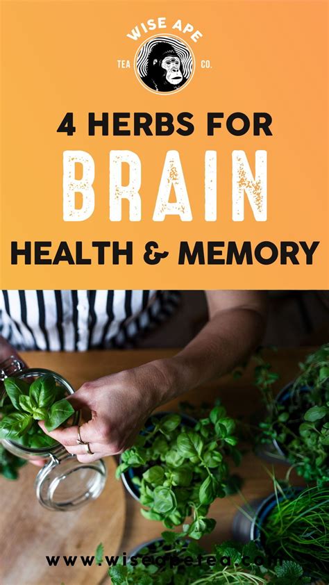 herbs to improve brain function and memory