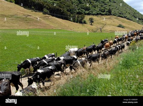 herding south
