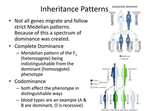 Heredity Concept 2 Complex Inheritance Patterns Flashcards Complex Inheritance Worksheet Answers - Complex Inheritance Worksheet Answers