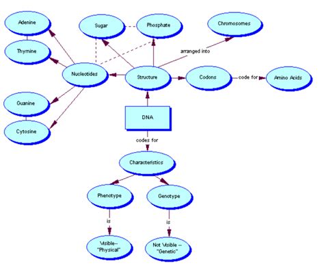 Heredity Concept Map Answers
