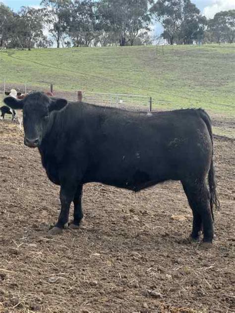 hereford cattle Livestock Gumtree Australia Free Local Classifieds