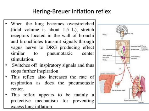 Hering Breuer Reflex